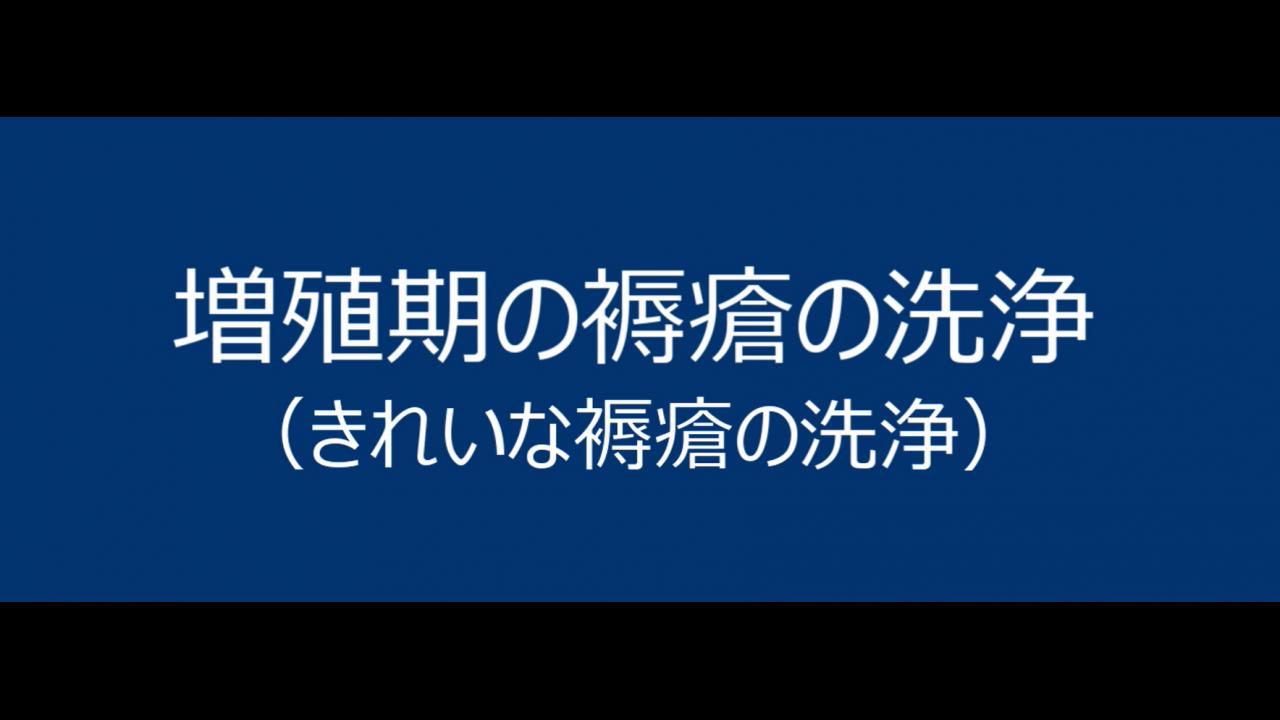 増殖期の褥瘡の洗浄